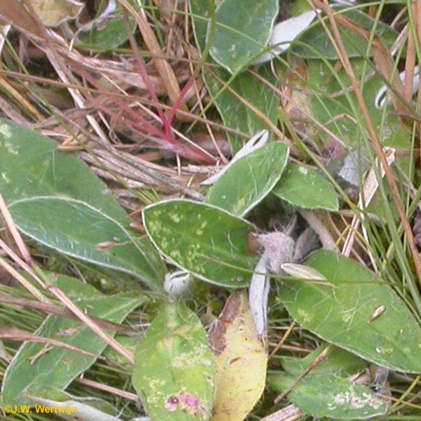 Muizenoortjesrozetgalmug (Macrolabis pilosellae)